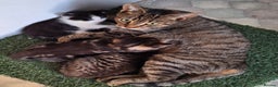 Mixed Breed cats for sale: Mixed Half Bengal kittens  - Advert 1