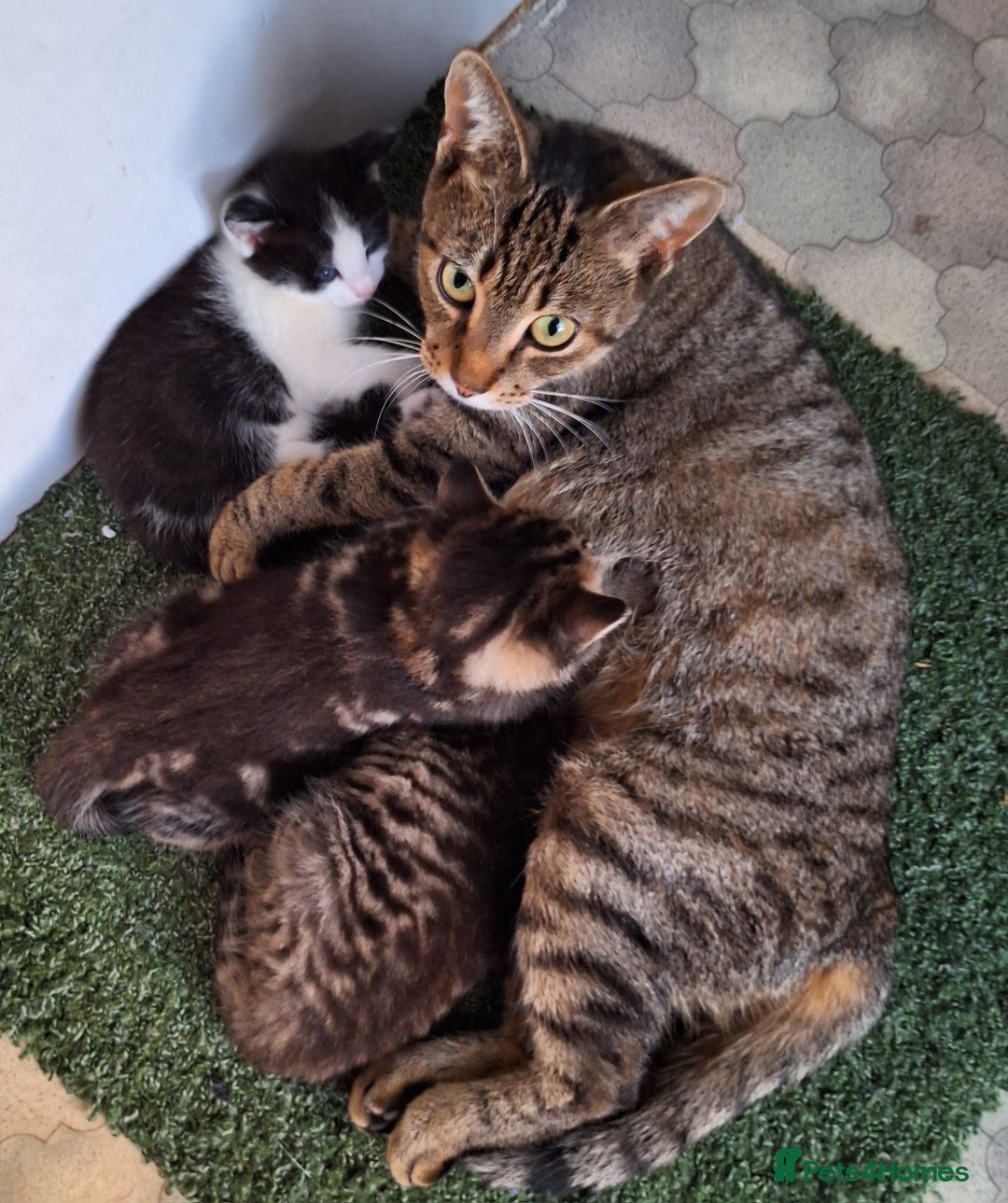 Mixed Breed cats for sale: Mixed Half Bengal kittens  - Advert 1