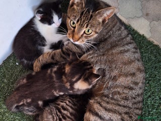 Mixed Breed cats Mixed Half Bengal kittens - Advert 1