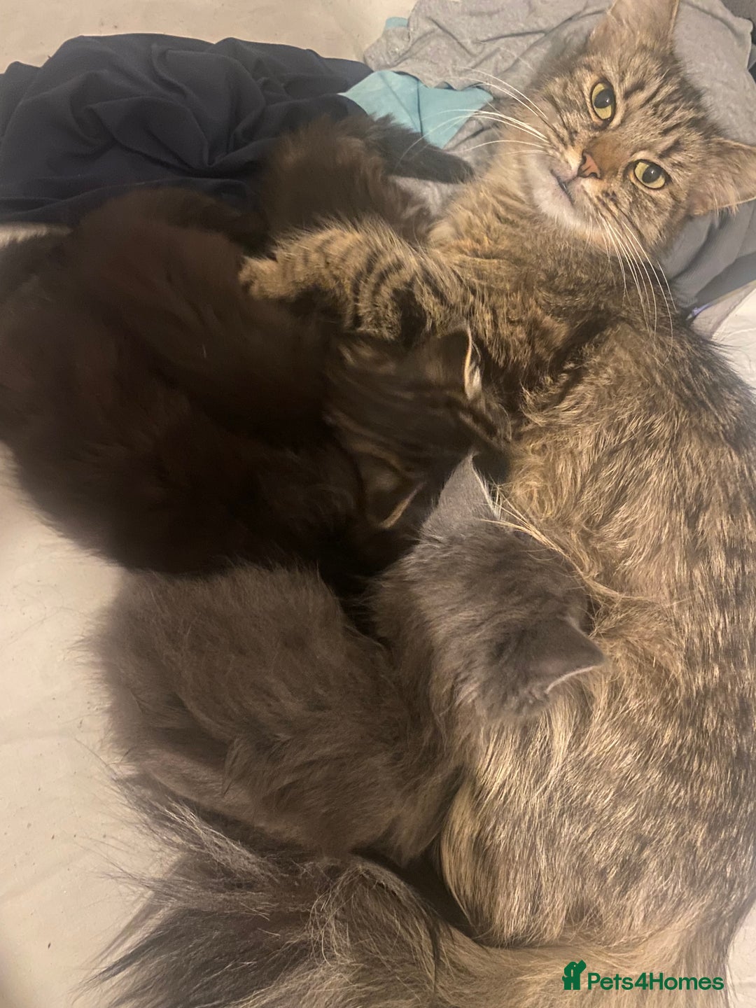 Mixed Breed cats for sale: beautiful kittens for sale *1 left* - Advert 2