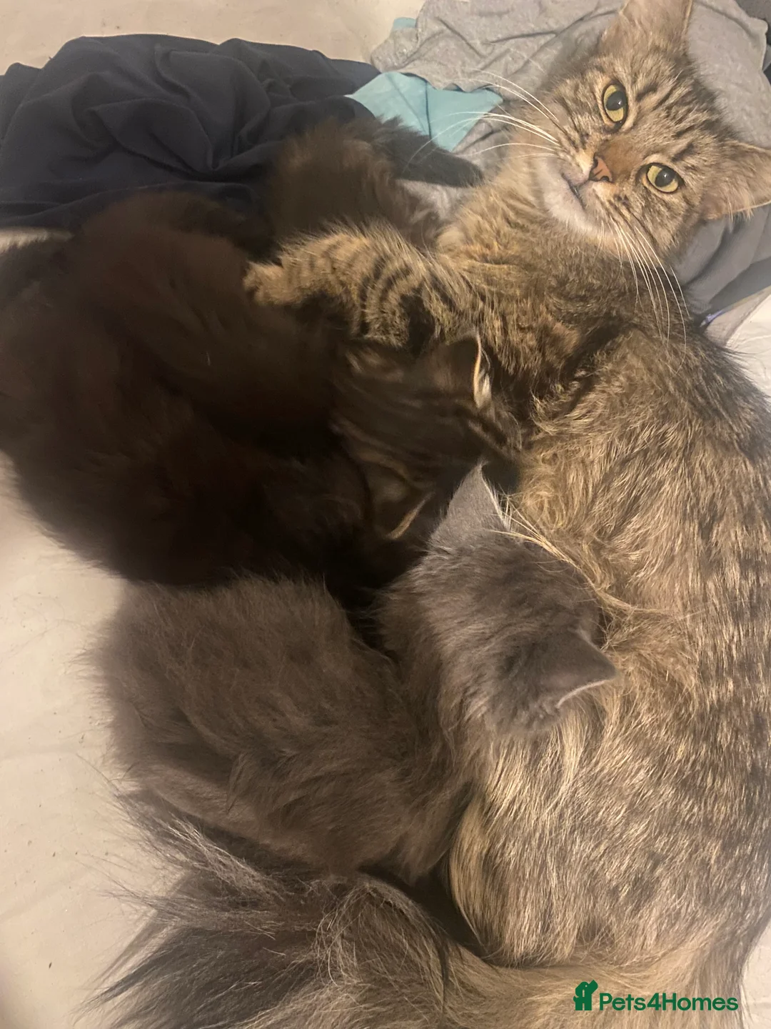 Mixed Breed cats for sale: beautiful kittens for sale *1 left* - Advert 2