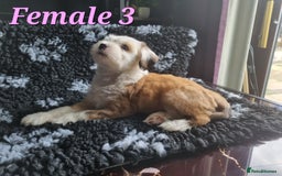 Tibetan Terrier dogs for sale: Tibetan terrier puppies for sale - Image 12