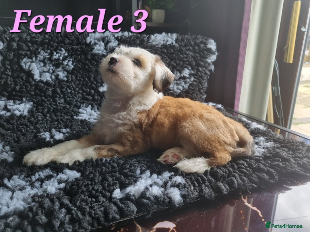 Tibetan Terrier dogs for sale: Tibetan terrier puppies for sale - Image 12