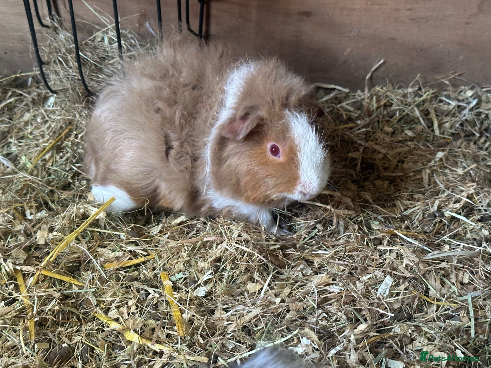 Guinea Pig rodents Stunning! Male Baby Alpaca Guineapig - Advert 21