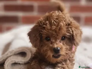 Labradoodle dogs 🐾 Beautiful F2b Mini Labradoodle Puppies - Advert 16