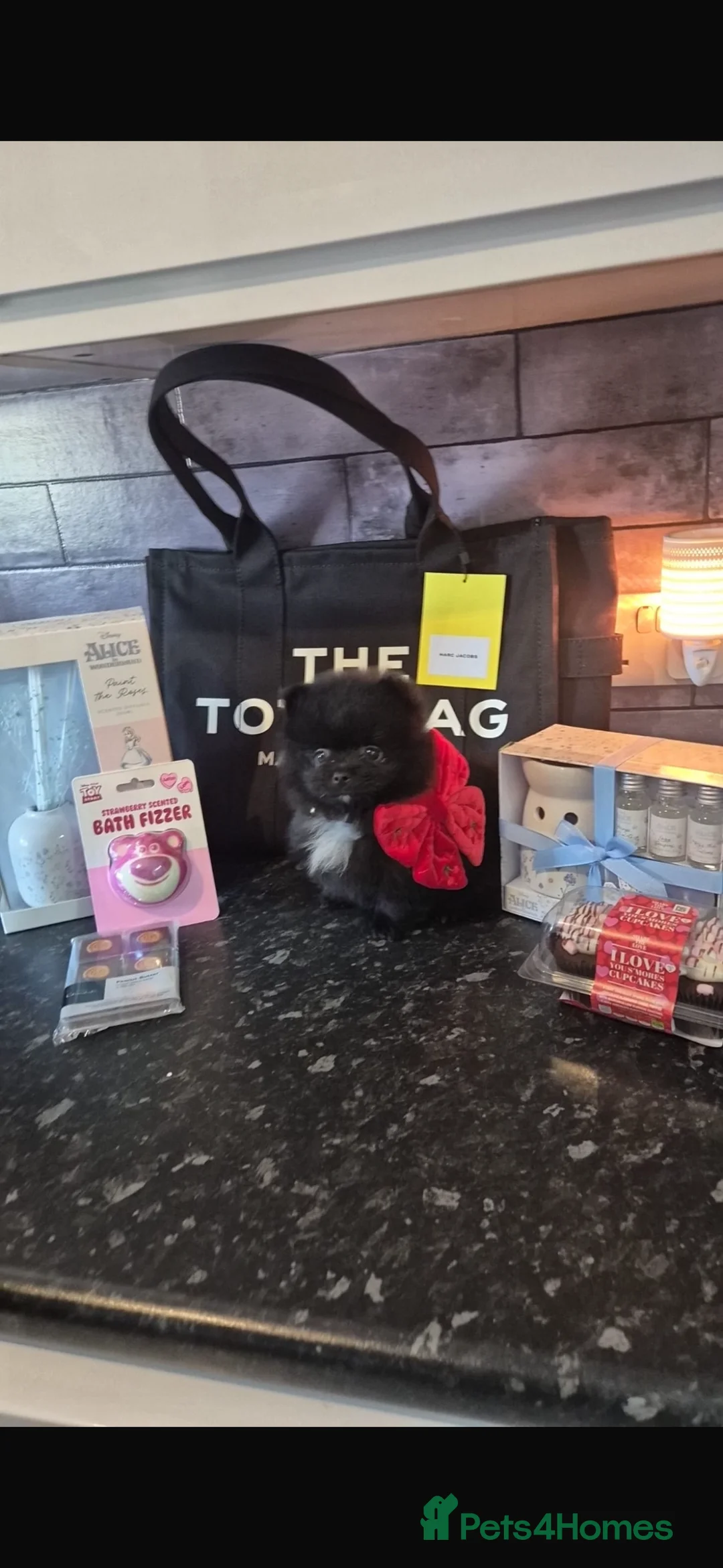 Pomeranian dogs for sale: Tiny pomeranian in Peterborough - Advert 2