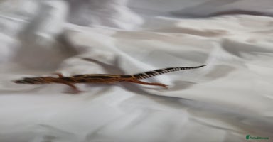 Leopard Gecko reptiles in Rochester - Advert 14