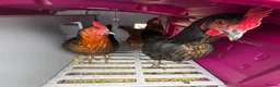 Chickens poultry for sale: 3 hens for sale - Advert 1