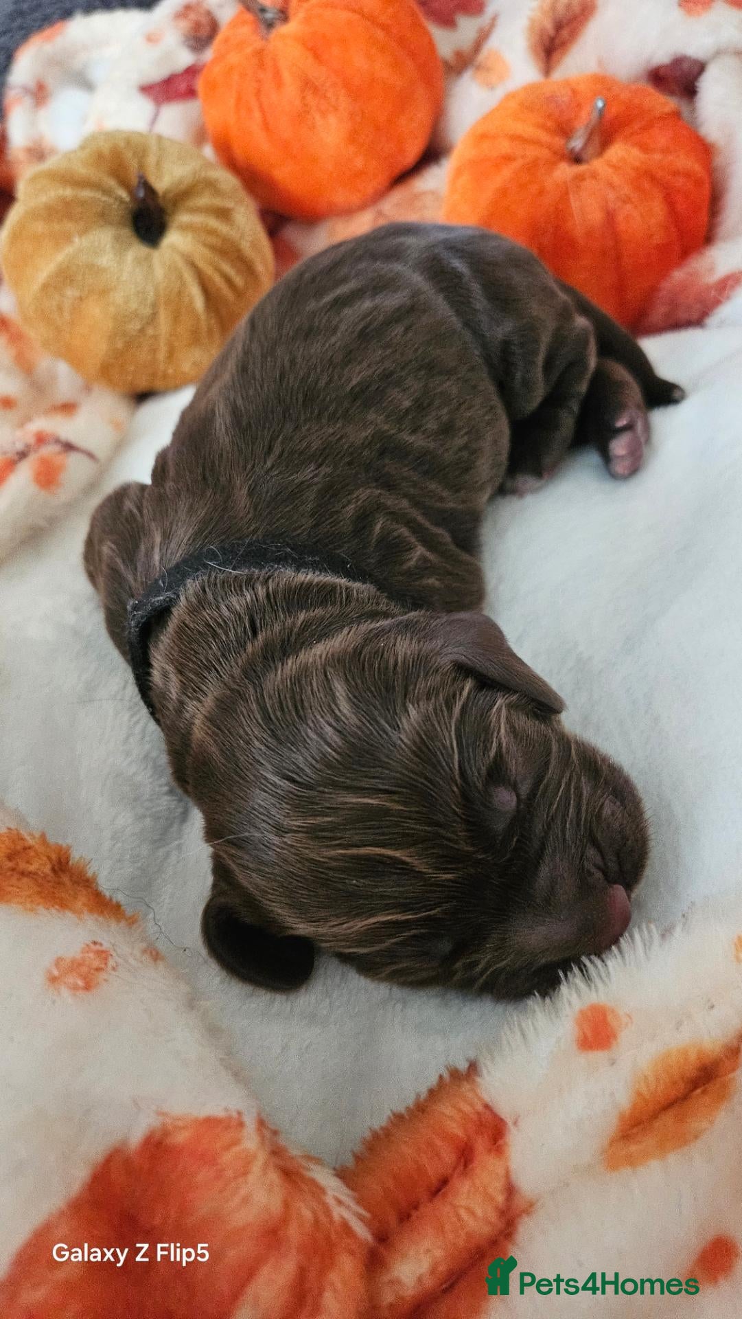 Cocker Spaniel dogs Cocker spaniel puppies - Advert 2