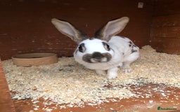 English Spot rabbits for sale: Baby English spot rabbits  in Wickford - Image 17