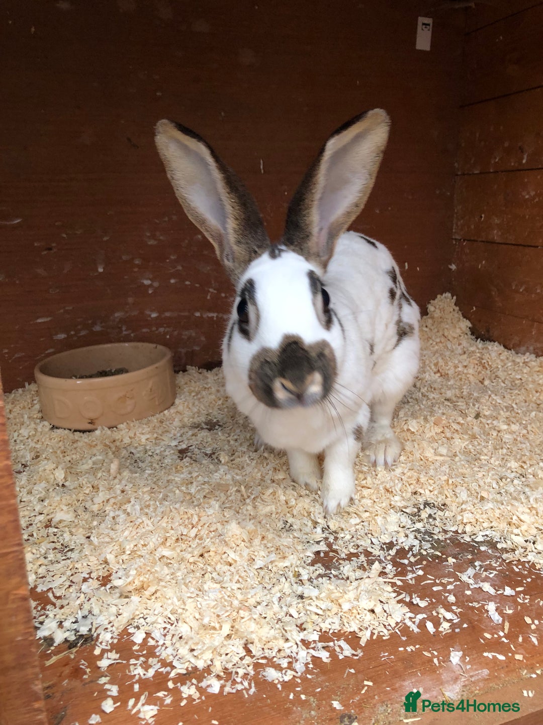 English Spot rabbits for sale: Baby English spot rabbits  in Wickford - Image 17