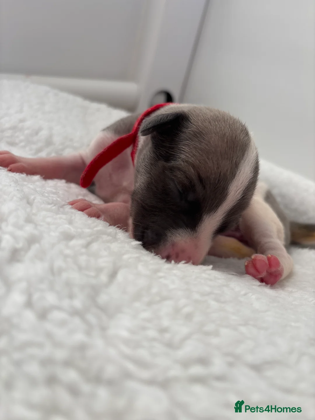 Whippet dogs for sale: 🌟 quality KC whippet pups 🌟 - Advert 2