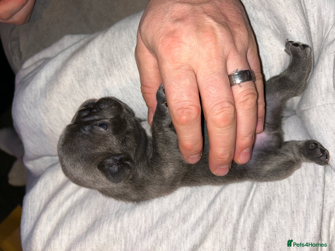 French Bulldog dogs for sale: French fries due to leave 3rd January  - Advert 10