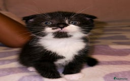 Scottish Fold cats for sale: Scottish fold mix with tabby .  - Image 4