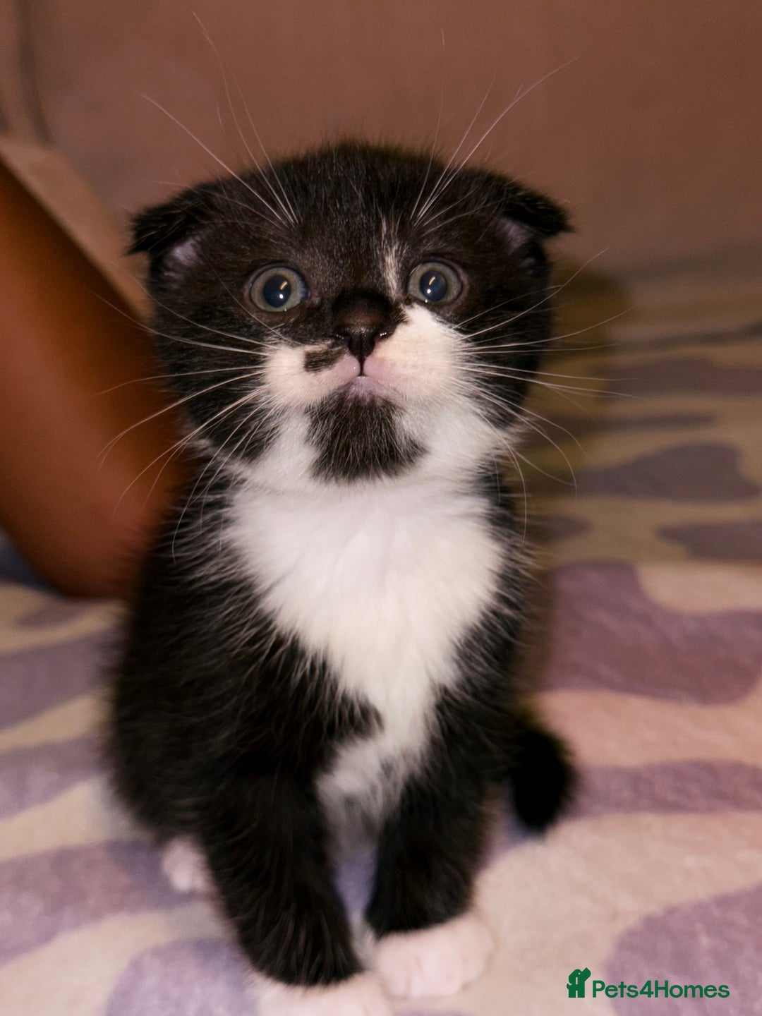 Scottish Fold cats for sale: Scottish fold mix with tabby .  - Image 4