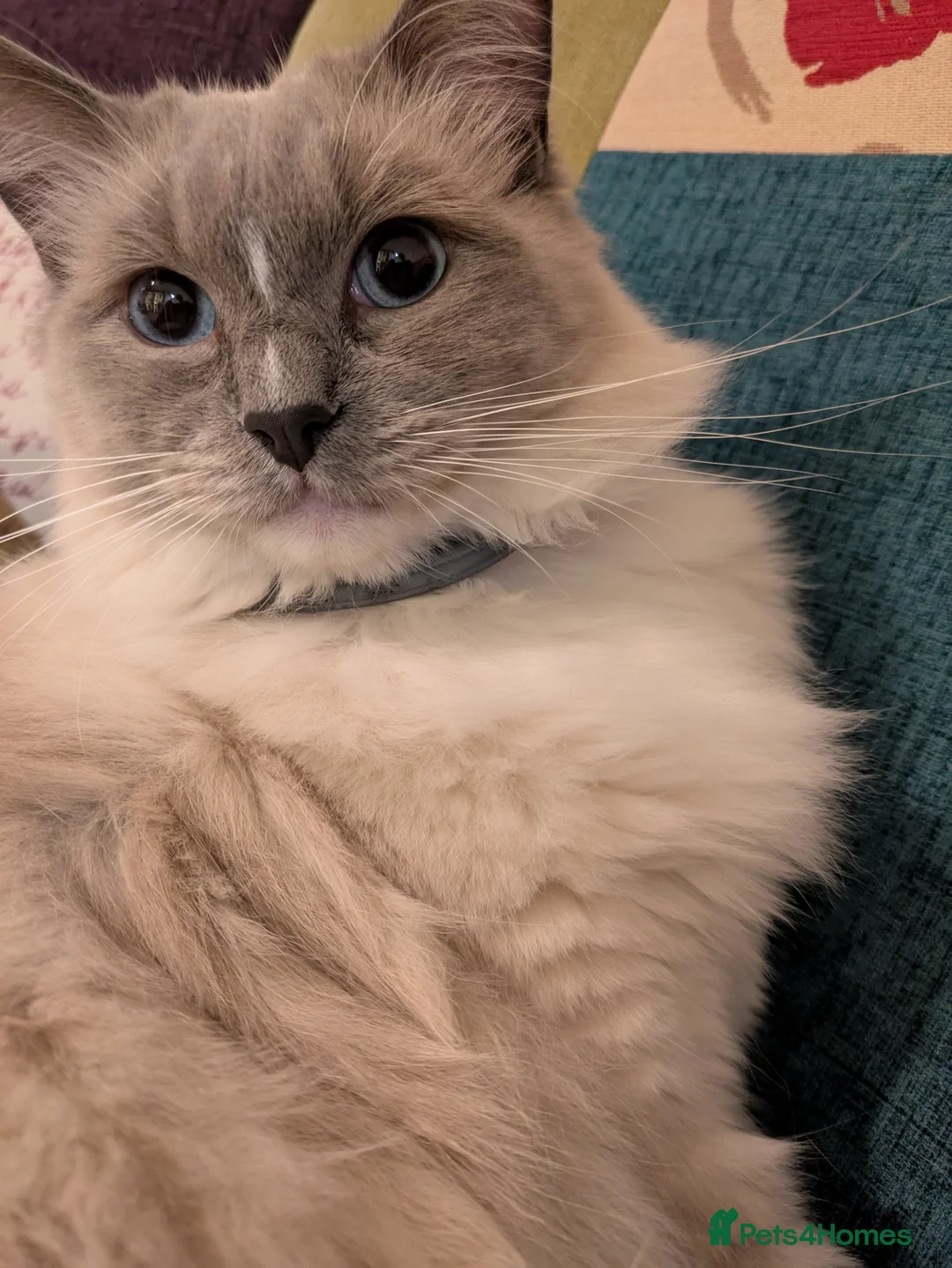 Ragdoll cats for sale: 16 months blue mitted ragdoll GCCF registered  - Advert 4