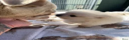 Pomeranian dogs for sale: Stunning Pomeranian puppys - Advert 8