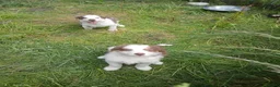 Border Collie dogs for sale: Border collie pups for sale in Bishop Auckland - Advert 9