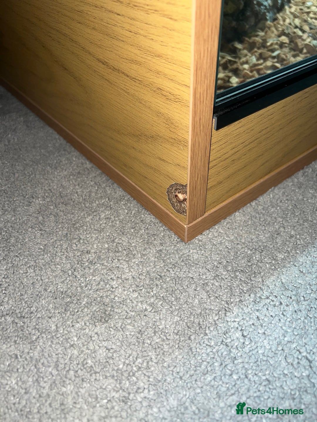 Lizard reptiles for sale: Argentine Black and White Tegu - Advert 9