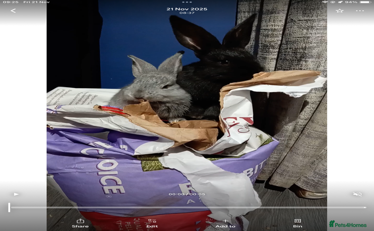 Continental Giant rabbits German Giants (continental giant rabbits) - Advert 1