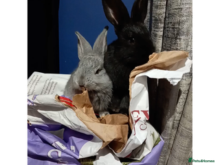 Continental Giant rabbits German Giants (continental giant rabbits) - Advert 13