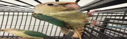 Conures birds for sale: Hand Reared Various Baby Conures  - Advert 5