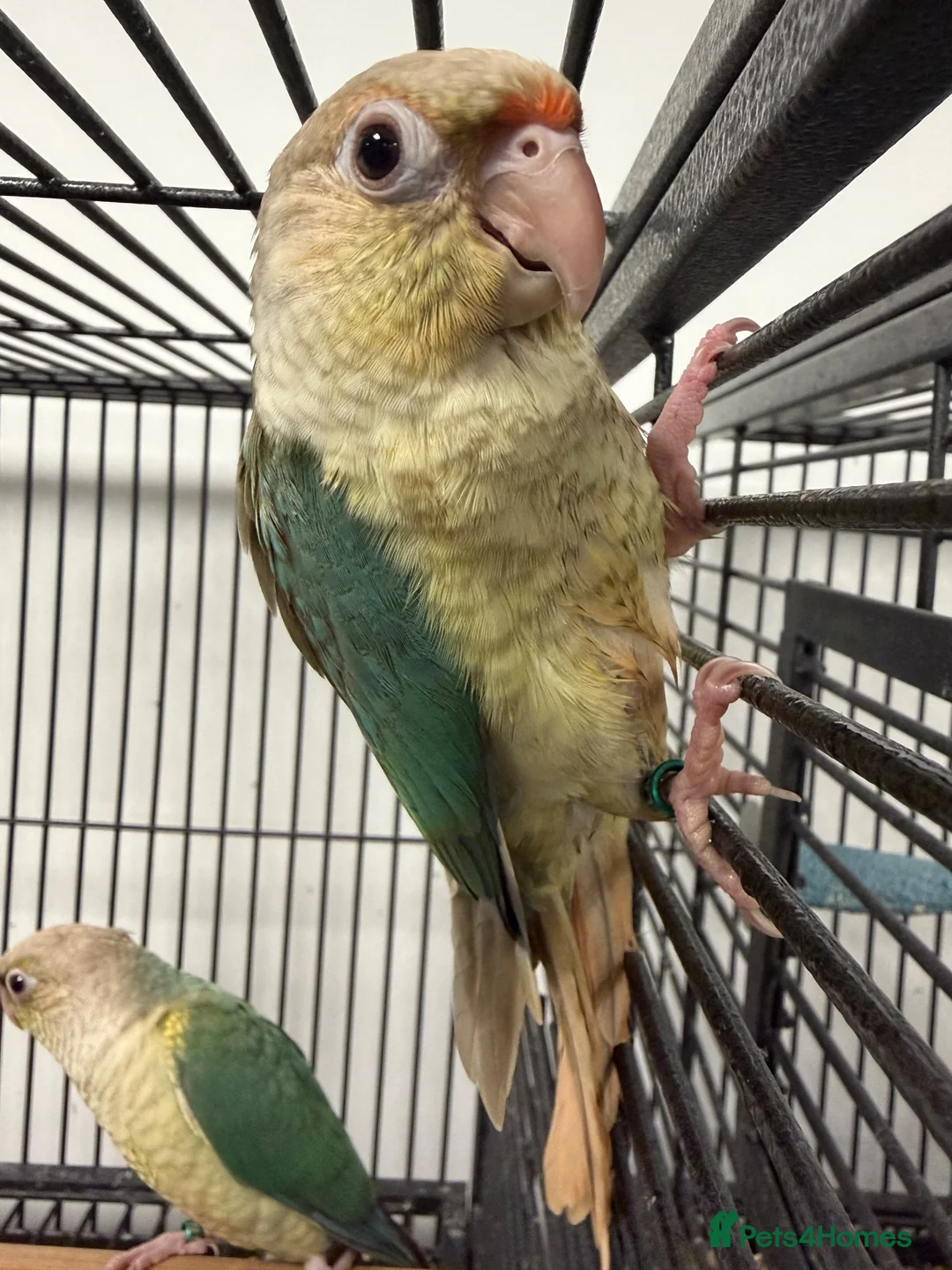 Conures birds for sale: Hand Reared Various Baby Conures  - Advert 5
