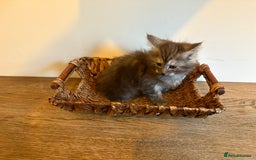 Maine Coon cats for sale: 🐾 Russian Maine Coon Kittens – TICA Registered 🐾 - Image 12
