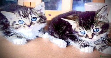 Mixed Breed cats - Advert 5