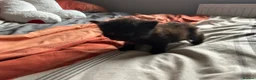 British Shorthair cats for sale: Kittens x4 - Advert 5