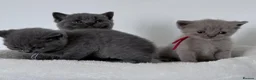 British Shorthair cats for sale: pure british shorthair kittens  - Advert 36