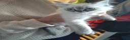 Ragdoll cats for sale: Beautiful Bluey Kittens - Advert 17