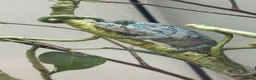 Chameleon reptiles for sale: Blue Ambanja Panther Chameleons  - Advert 4