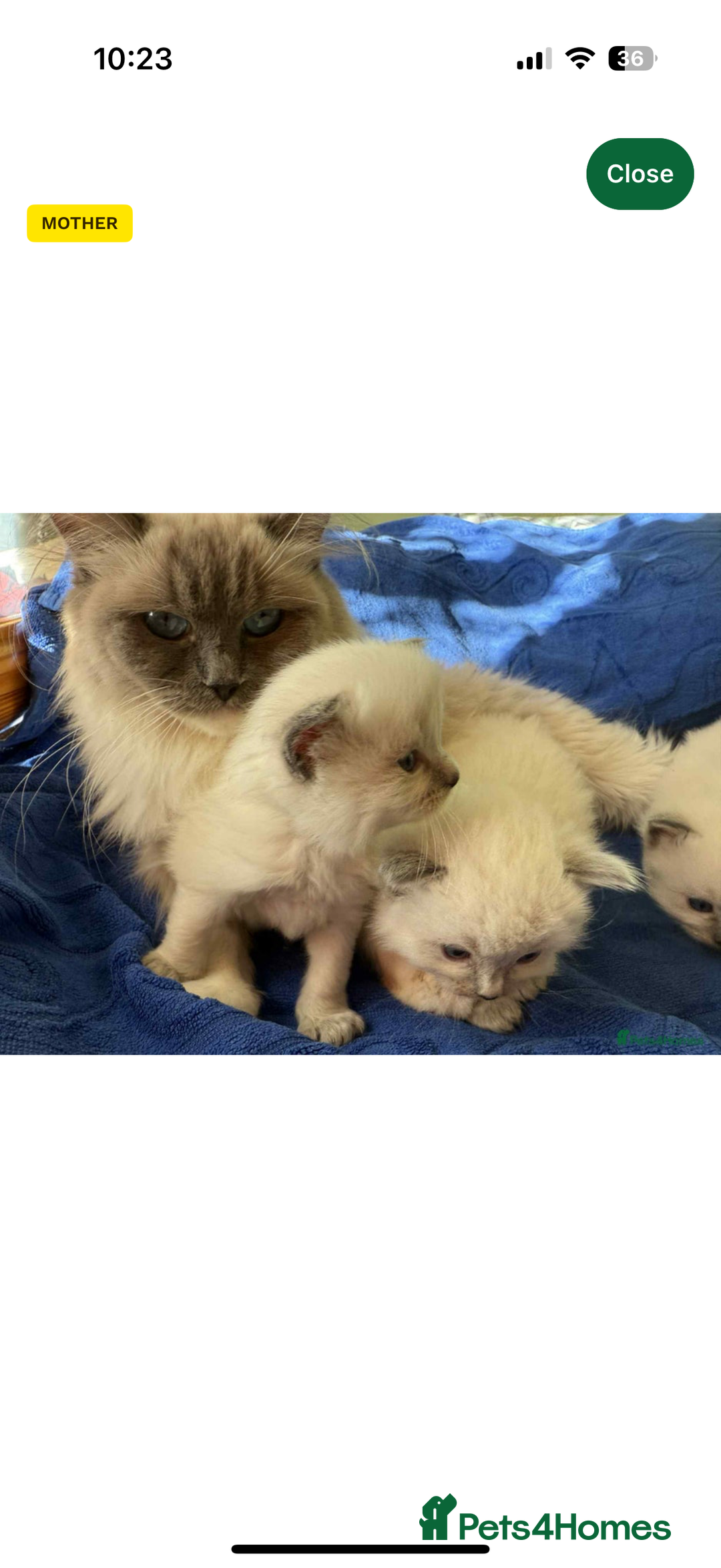 Ragdoll cats for sale: Male ragdoll kitten - Advert 6