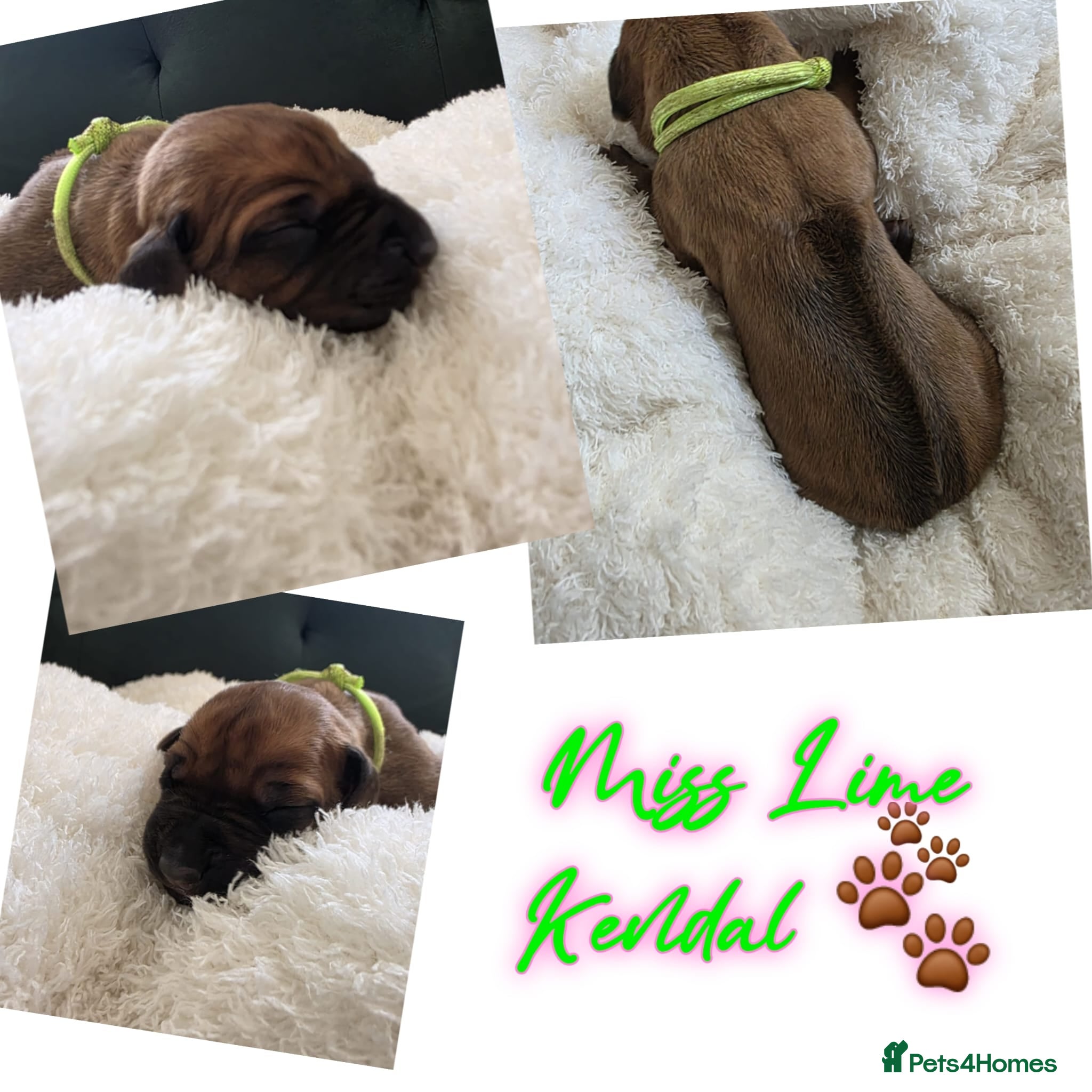 Rhodesian Ridgeback dogs 👑 Impressive Example of the Breed 👑 - Advert 2