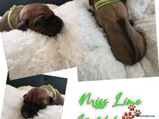 Rhodesian Ridgeback dogs 👑 Impressive Example of the Breed 👑 - Advert 6