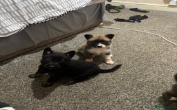 German Shepherd dogs for sale: Czech Shepherd x Akita PUPPIES!!  - Image 10