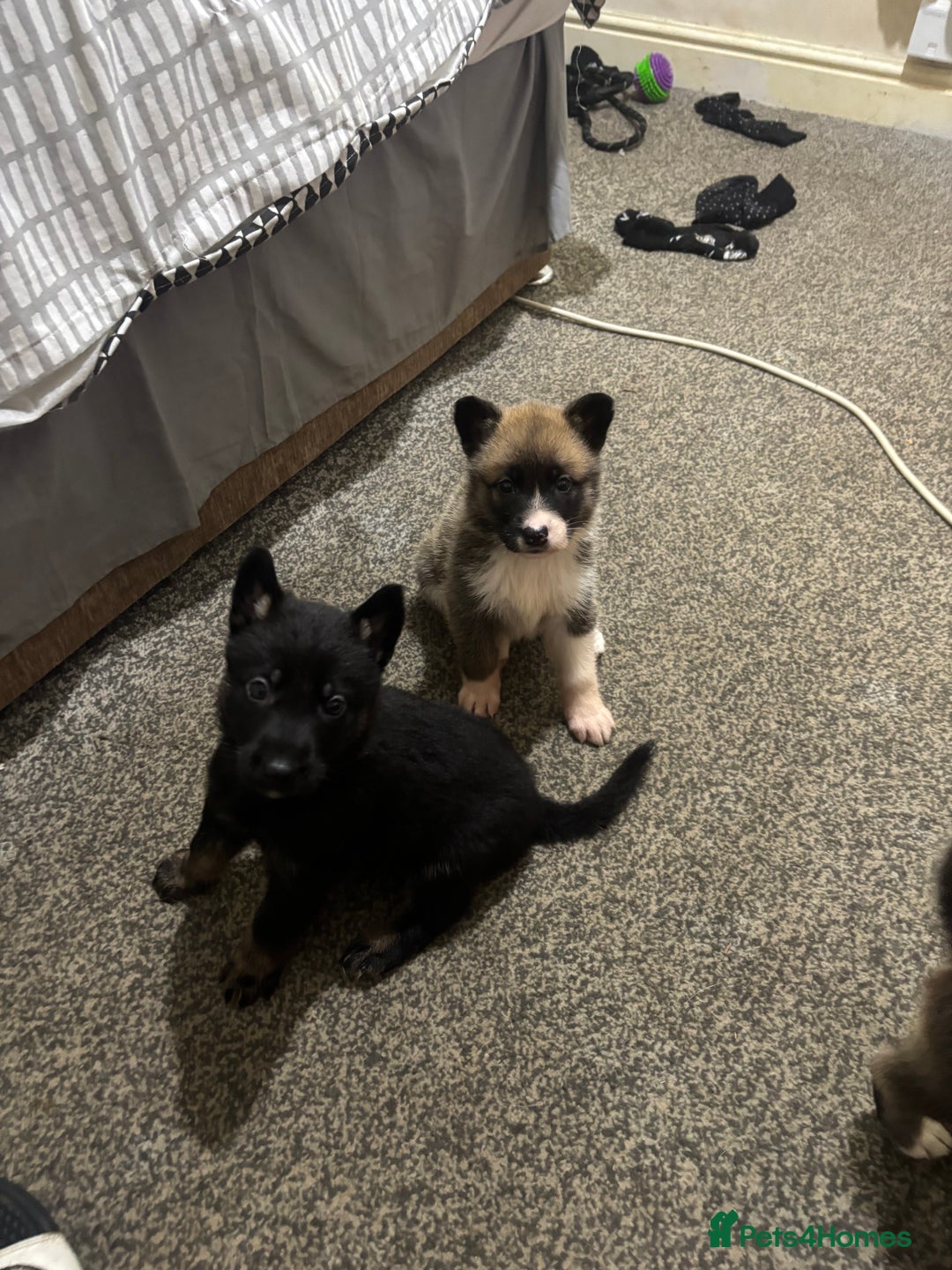 German Shepherd dogs for sale: Czech Shepherd x Akita PUPPIES!!  - Image 10