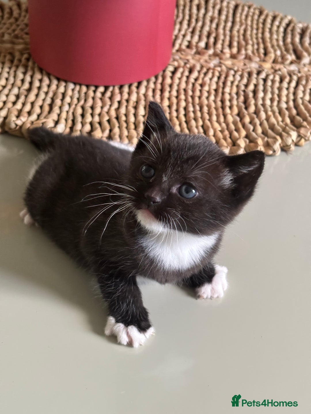 Domestic Shorthair cats for sale: Very cuddly kitten  - Image 3