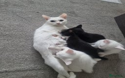 Turkish Angora cats for sale: Turkish Angora X Kittens Ready for New Homes  - Image 1