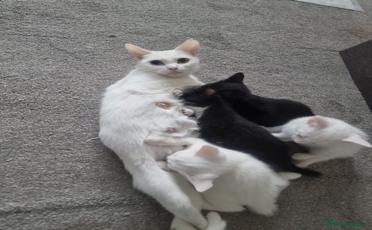 Turkish Angora cats - Advert 2