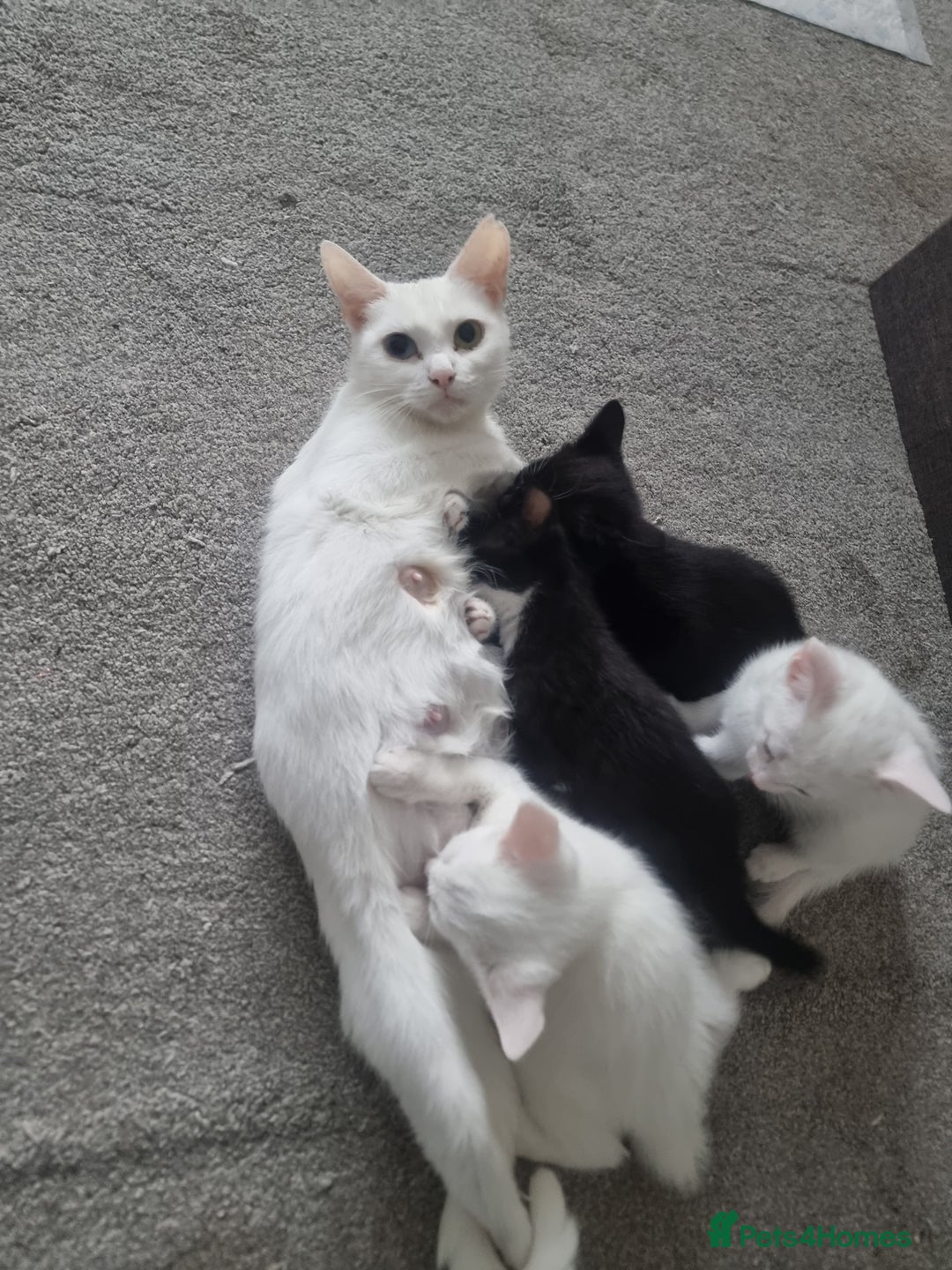 Turkish Angora cats for sale: Turkish Angora X Kittens Ready for New Homes  - Image 1