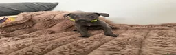 Whippet dogs for sale: STUNNING BLUE WHIPPET PUPS KENNEL CLUB REGISTERED  - Advert 7
