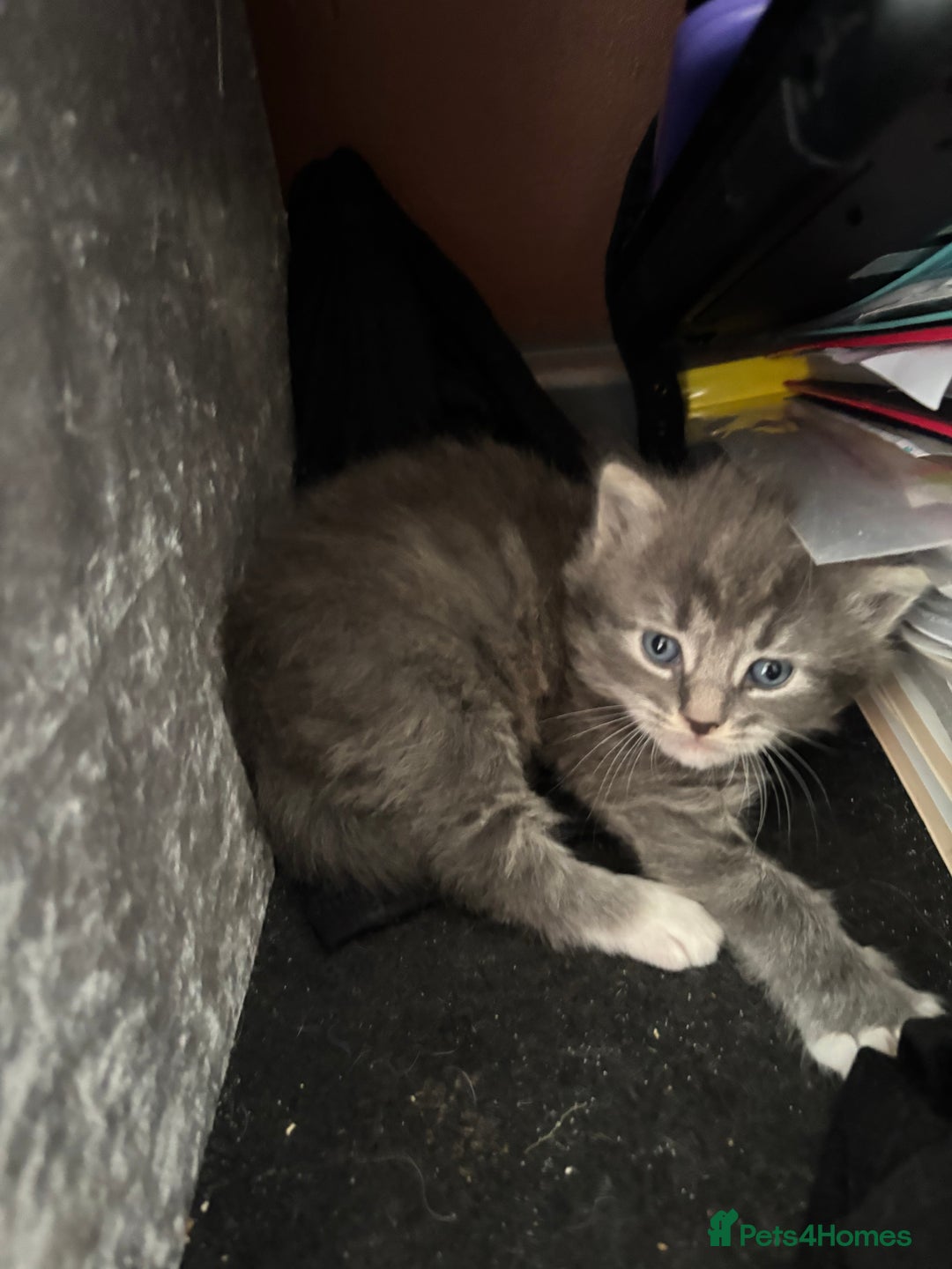 British Shorthair cats for sale: Beautiful grey kitten male  - Image 9