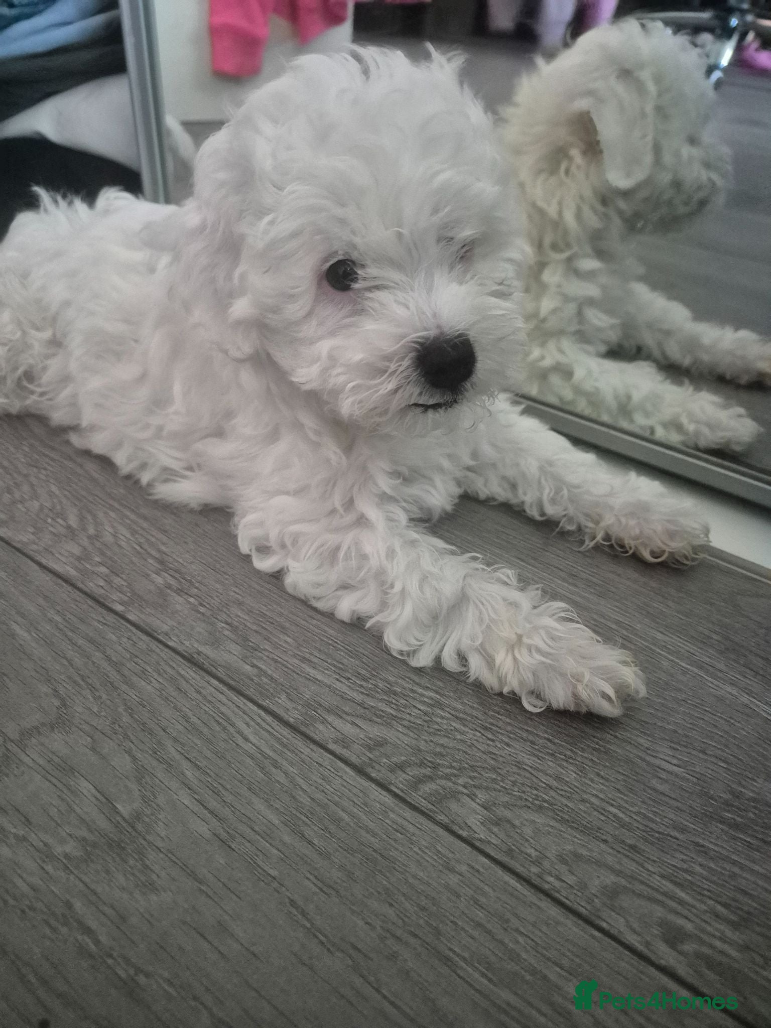 Bichon Frise dogs  Adorable Shichon Puppy – Ready to leave now! - Advert 1