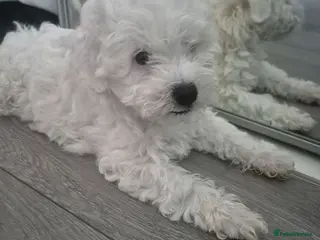 Bichon Frise dogs Adorable Shichon Puppy – Ready to leave now! - Advert 1