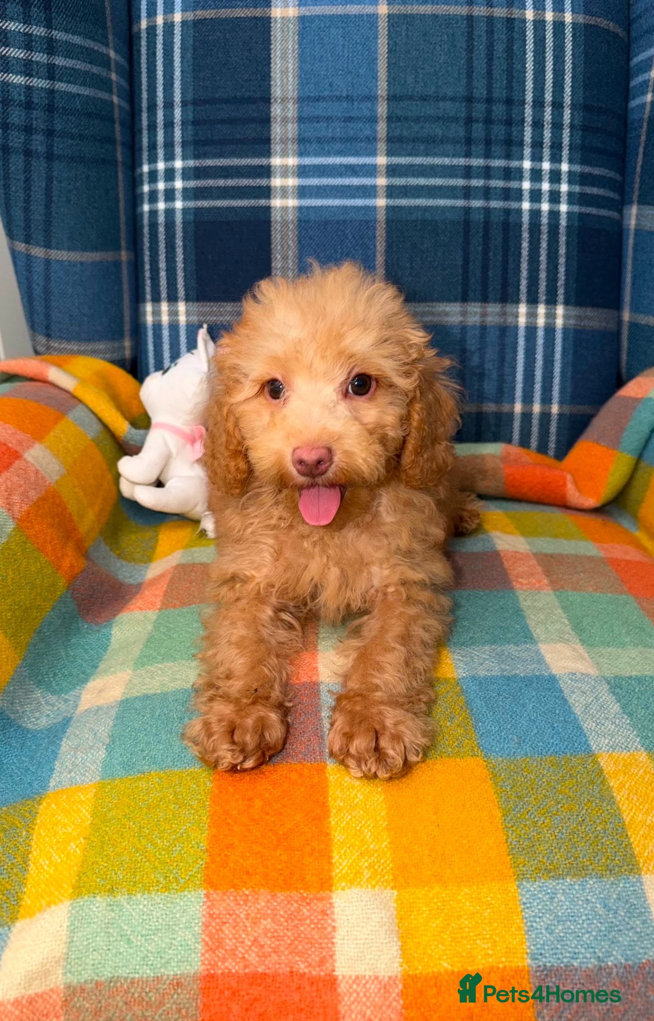 Miniature Poodle dogs Beautiful Mini Poodle Puppies - Ready Now  - Advert 2