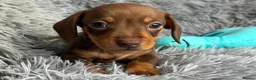 Miniature Dachshund dogs for sale: KC reg, PRA Clear Beautiful Natured Pups - Advert 36