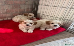 Maltipoo dogs for sale: Maltipoo puppies - Image 1