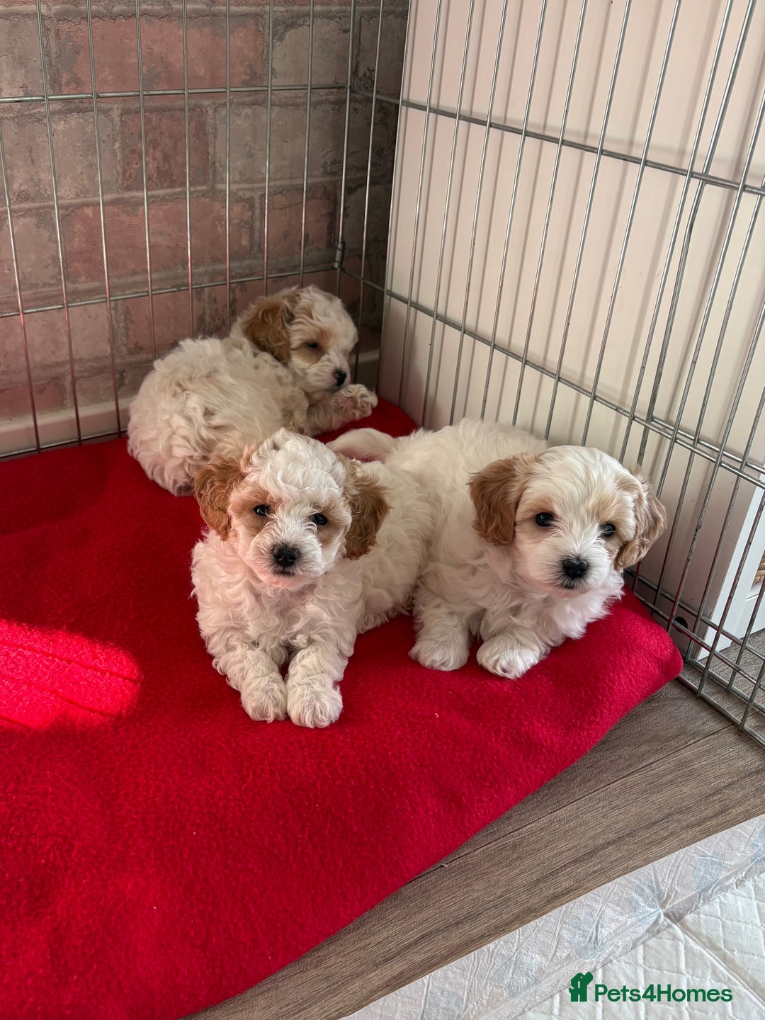 Maltipoo dogs for sale: Maltipoo puppies - Image 1